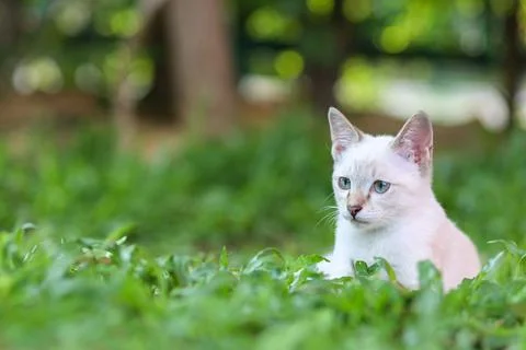 Portrait of white kittens sitting on green grass in the garden. White cat loo Stock Photos