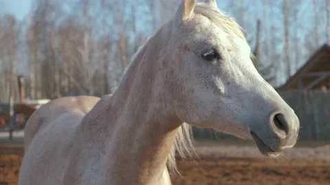 Portrait of a white mare in a spring plowed field. Stock-Footage 182459013