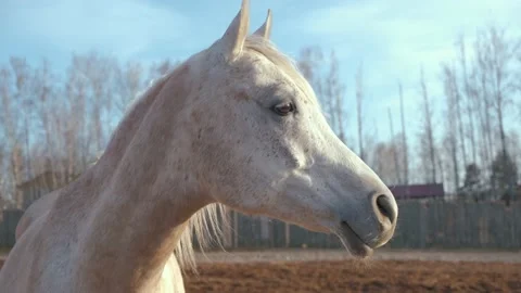 Portrait of a white mare in a spring plowed field. Stock-Footage 182460938