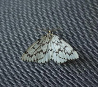 Portrait of a white moth Stock Photos