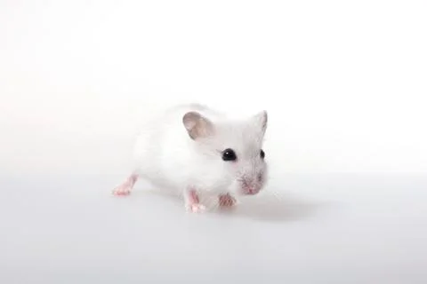 Portrait of white mouse, studio shot Foto stock