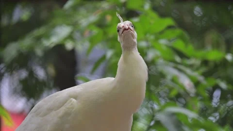 Portrait of a white peacock 스톡 동영상 318630287