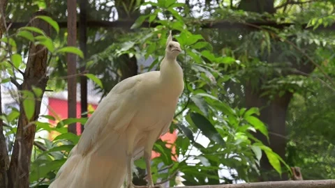 Portrait of a white peacock 스톡 동영상 318630318