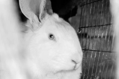 Portrait of the white rabbit Stock Photos