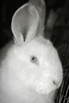 Portrait of the white rabbit Foto stock