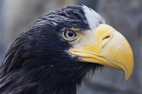Portrait of a white-shouldered eagle closeup Stock Photos