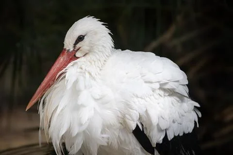 Portrait of a white stork, close-up 스톡 사진