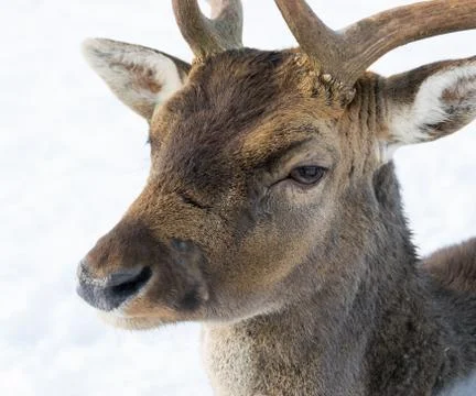 Portrait of a white-tailed deer in winter against the background of white sno Stock Photos