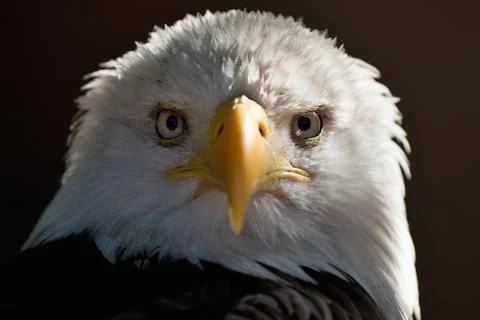 Portrait white-tailed eagle bald eagle Stock Photos