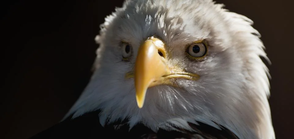 Portrait white-tailed eagle bald eagle Stock Photos