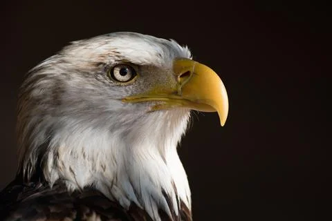 Portrait white-tailed eagle bald eagle Stock Photos