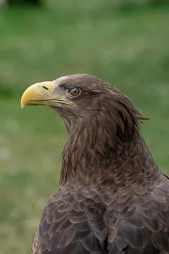 Portrait of a white tailed eagle blinking Stock Photos