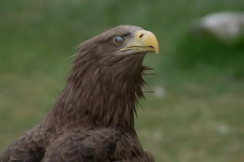 Portrait of a white tailed eagle flickering Stock Photos