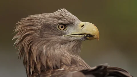 Portrait of The white-tailed eagle looking around, slow motion Stock Footage 326059981