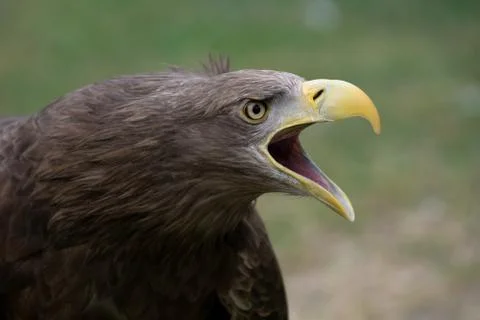 Portrait of a white tailed eagle with open beak making sound Stock Photos