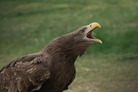 Portrait of a white tailed eagle with open beak making sound Stock Photos