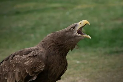 Portrait of a white tailed eagle with open beak making sound Stock Photos