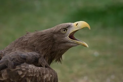 Portrait of a white tailed eagle with open beak making sound Stock Photos