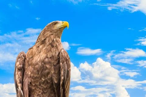 Portrait of  white-tailed eagle or Orlan whitetail (Haliaeetus albicilla) Stock Photos