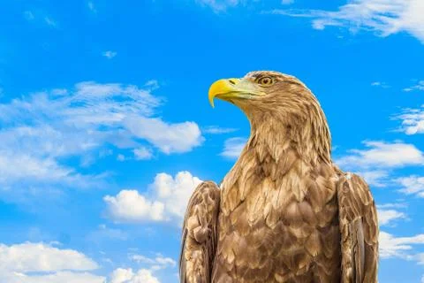 Portrait of white-tailed eagle. Orlan whitetail on a blue cloudy sky. Stock Photos