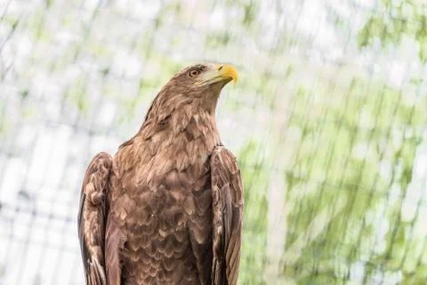 Portrait  of white-tailed eagle. Orlan whitetail. Stock Photos