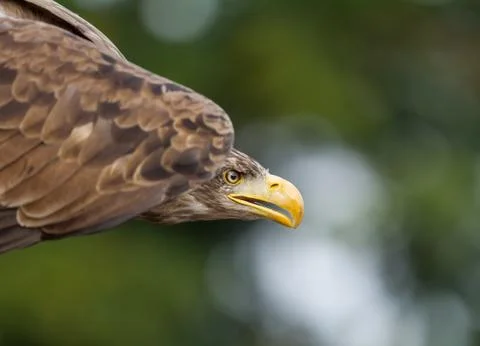 Portrait of a White-Tailed Eagle Stock Photos