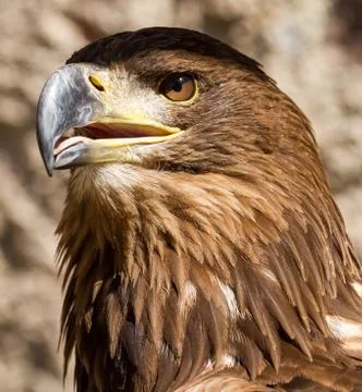 Portrait of a White-Tailed Eagle Stock Photos