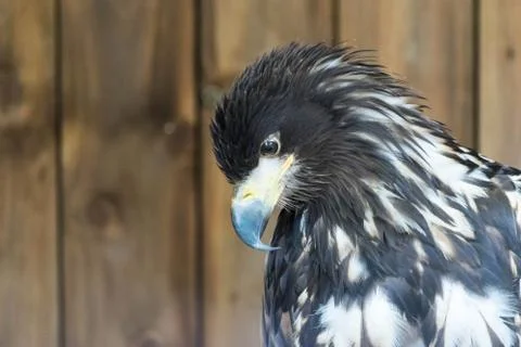Portrait of a white tailed sea eagle, Haliaeetus Albicilla. Stock Photos
