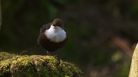 Portrait of a white-throated dipper in spring Stock Footage 319003728