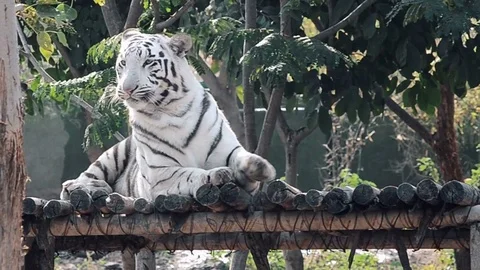 Portrait Of White Tiger Stock-Footage 73768371