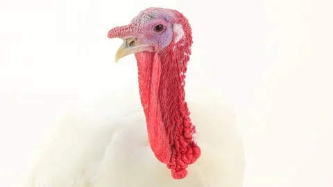 Portrait white turkey on white screen Stock Footage 234876899