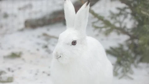 Portrait of a white wild hare against the background of fir branches. Stock Footage 145330982