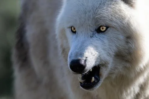 Portrait of white wolf in the forest Stock Photos
