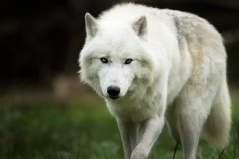 Portrait of white wolf Stock Photos