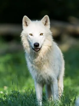 Portrait of white wolf Stock Photos