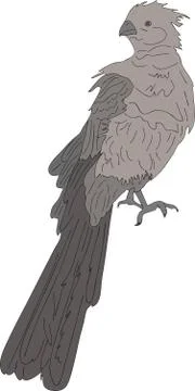 Portrait of a wild bare-faced go-away bird Illustrazione stock
