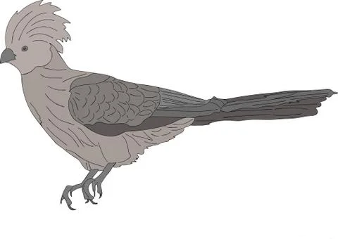 Portrait of a wild bare-faced go-away bird Illustrazione stock