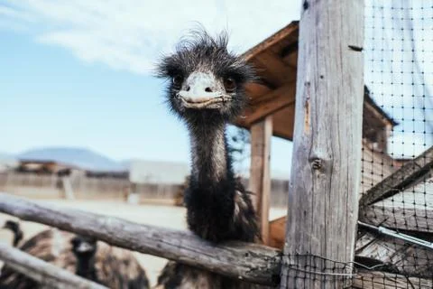Portrait of a wild bird. Stock-Fotos