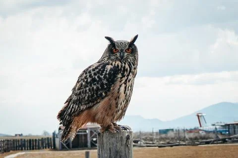 Portrait of a wild bird. Stock Photos