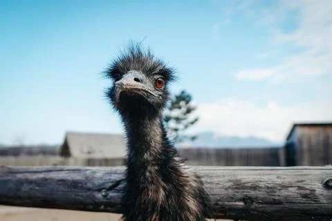 Portrait of a wild bird. Stock-Fotos