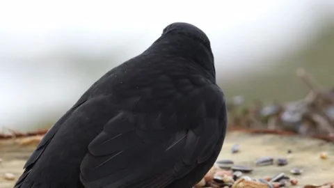 A portrait of a wild blackbird Video stock 148747092