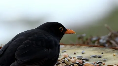 A portrait of a wild blackbird Video stock 148747414