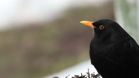 A portrait of a wild blackbird Stock Footage 148747543