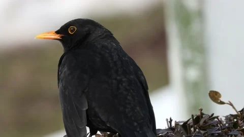 A portrait of a wild blackbird Video stock 148747616