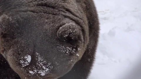 Portrait of wild brown bear looking to camera in nature, funny ears, snowing  Stock Footage 74849701