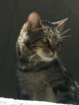Portrait of a wild cat half-turned. A stern look to the side. Stock Photos