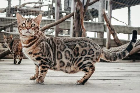 Portrait of a wild cat. Stock Photos