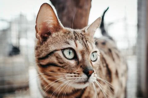 Portrait of a wild cat. Stock Photos