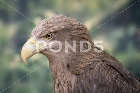 Portrait of wild dangerous strong eagle sit on a branch, wildlife Stock Photos
