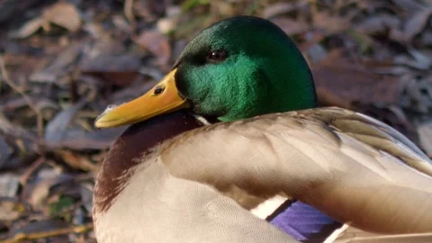 Portrait of a wild duck close-up head and beak of a duck Stock Footage 305279999